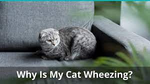 Sneezing blood can be triggered by a number of why is my cat coughing up blood. Cat Wheezing What To Do Why It Happens How To Help Them