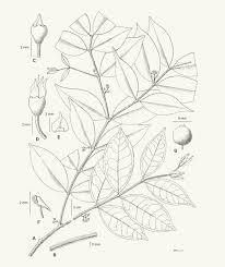 Image result for Memecylon sp. C