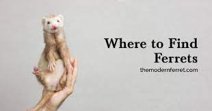 The vast benefits and longer life span makes feeding raw, whole meat to your ferrets totally worth it, though. Ferret For Sale Where To Buy Ferrets The Modern Ferret