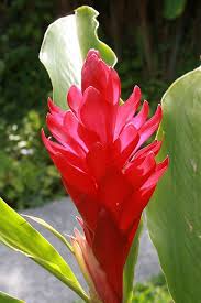 Pin On Costa Rica Need I Say More