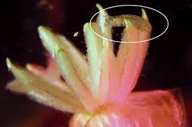 Maybe you would like to learn more about one of these? Underwater Pollinators In Defense Of Plants