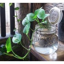 Nak beli air purifier untuk satu rumah macam mahal lah pulak kan. Harga Tanaman Air Terbaik Taman Perlengkapan Rumah Juni 2021 Shopee Indonesia