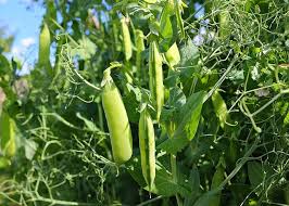 10 Best Climber Plants For Indian Homes And Gardens Plantdecors Blog A climber is a plant which takes the support of other neighbouring structures and climbs up. 10 best climber plants for indian homes