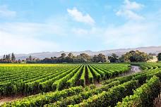 Mitchell's Seafood House + Caymus Wine Dinner