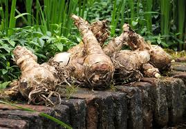 Image result for Crinum verdoorniae