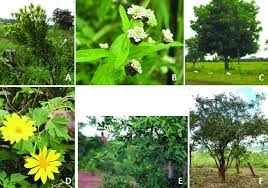 Image result for Zanthoxylum holtzianum