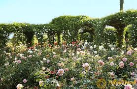 Oprah Winfrey Plants A Rose Garden presso la sua casa di Montecito ...