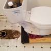 Apply the paste over the hard stained areas and scrub gently with the hand brush to make sure the paste all over the bowl. Https Encrypted Tbn0 Gstatic Com Images Q Tbn And9gcrejkzb Qvvvmenky0nte Gdbzqp4o427cn Ugxl9gw9tbjaki9 Usqp Cau