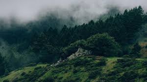 We hope you enjoy our rising collection of aesthetic wallpaper. Green Aesthetic Desktop Backgrounds 2021 Live Wallpaper Hd