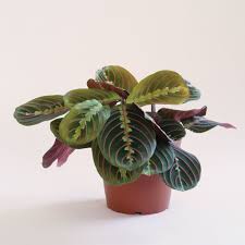 Image result for maranta