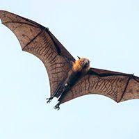 We are a locally recognized ice dam removal service of milwaukee. Bats Crystal Lake Ill All Wildlife Animal Eviction