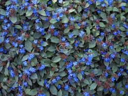 Dwarf Plumbago Plumbago Ground Cover Classy Groundcovers Plants Perennials Planting Flowers