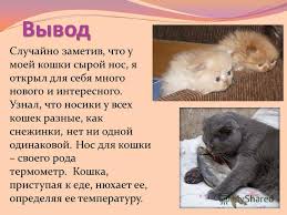 prezentaciya na temu pochemu u koshki mokryj nos rabotu vypolnil uchenik 2 b klassa gruzdev nikita rukovoditel retina t v skachat besplatno i bez registracii