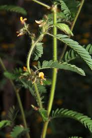 Image result for Aeschynomene