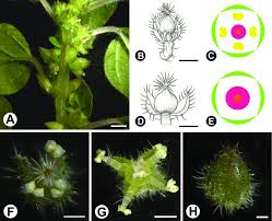 Image result for Parietaria debilis