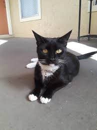 Very rare colors are smokes, blues, and silvers, or unblemished, clear coats, free from stripes and spots. Lost Female Cat Tuxedo Black W White Feet Belly Chest Chin Domestic Shorthair Winter Park Lost Pets