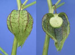 Image result for Physalis angulata