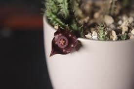 Image result for Duvalia polita