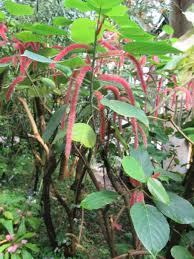 Image result for Acalypha hispida