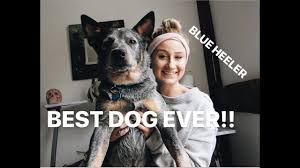 Maybe you would like to learn more about one of these? Australian Cattle Dog Everything You Need To Know About Blue Heelers Youtube