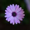 Floral patterns can be used in many different kinds of designs, such as backgrounds, icons, cards, and many more. 1