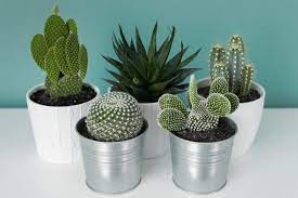 On the other hand, they do not have the ability to quickly get rid of excess water. Keep Your Cactus Healthy By Repotting Hunker Cacti And Succulents Cactus House Plants Cactus Plants