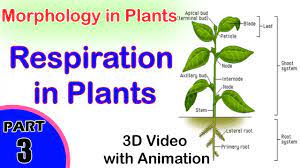 Check spelling or type a new query. Respiration In Plants Absorption Of Light During Photosynthesis Class 11th Biology Youtube