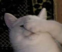 1000 Images About Matching Profile On We Heart It See More About Anime Art And Icon Cat Icon Cat Profile Funny Profile Pictures
