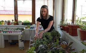 Livrare de la producratori, in maxim 10 zile. Tinerele Care ProsperÄ Dintr O Afacere Cu Plante Decorative De Apartament LuÄm Comenzi Doar Pe Pagina De Facebook