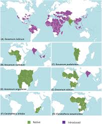 Image result for Sesamum angolense