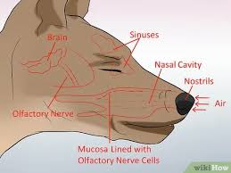 First of all, yes, dogs can get hiccups. How To Get Rid Of Dog Hiccups 7 Steps With Pictures Wikihow