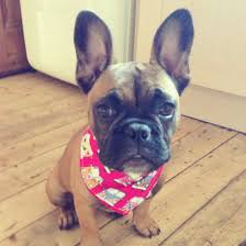 French bulldogs have dozens of dark and moist folds on their heads that collect dirt, dust, and food leftovers. 6 Month Old Fawn French Bulldog Puppy Fawn French Bulldog French Bulldog French Bulldog Puppy