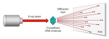 Structure Of Dna Bioninja