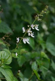 Image result for Equilabium laxiflorum