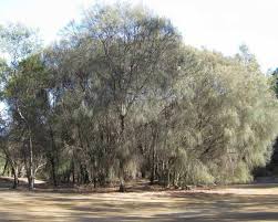 Image result for Casuarina verticillata