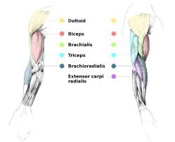 These muscles names are derived from latin. So U Know What Muscles Your Working On Arms Muscle Names Arm Muscles Anatomy For Artists
