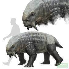 Image result for Dyschoriste transvaalensis