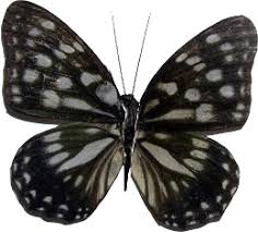 Maybe you would like to learn more about one of these? Transparente Transparent Butterfly Gif On Gifer By Brightweaver