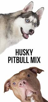 When you buy a puppy, you can't know how large she's going to grow. Pitbull Husky Mix A Complete Guide To The Pitsky