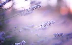 Flowers Purple Lavender Glare Hd Wallpaper Freehdwalls Flower Wallpaper Flowers Lavender Flowers