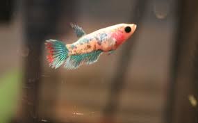 Just like the male betta, female has long tails too. Crowntail Betta Female Vang Bettas