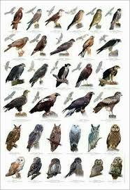 Birds Of Prey Digital Release Date Uk Pin By Pat Stanley On Birds Birds Of Prey Uk Birds Birds Of Prey