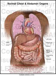 Gross anatomy the stomach is a rounded, hollow organ located just inferior to the diaphragm in the left part of the abdominal cavity. Normal Chest And Abdomen Organs Medical Illustration