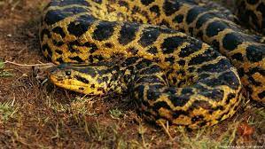 The country is also known for its tropical rainforests and cultural tourism. Living Planet Brazil S Snake Island Environment All Topics From Climate Change To Conservation Dw 11 07 2019