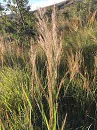 Image result for Loudetia kagerensis