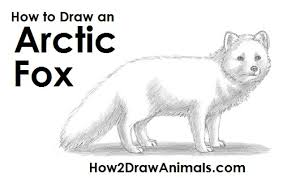 Even though this lesson may look complicated for yo. How To Draw Arctic Fox Easy Learn How To Draw
