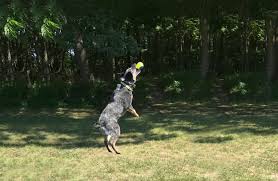 Fort wayne animal pet hospital. Fort Wayne Obedience Training Club