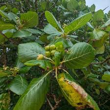 Image result for Guettarda