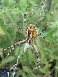 Garden Spider In 2021 Garden Spider Spider Animals