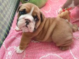 The english bulldog can display dominating behavior and requires a firm handler to show him his place. English Bulldog Puppies For Adoption In Houston Texas